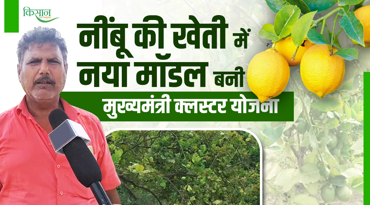 नींबू की खेती lemon farming