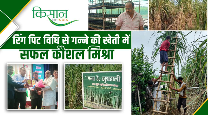 गन्ने की खेती रिंग पिट विधि