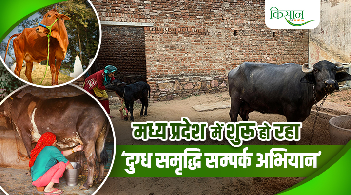 Milk Revolution In Madhya Pradesh: 2 अक्टूबर से शुरू हो रहा है ‘दुग्ध समृद्धि सम्पर्क अभियान’, किसानों की आय दोगुनी करने का रोडमैप