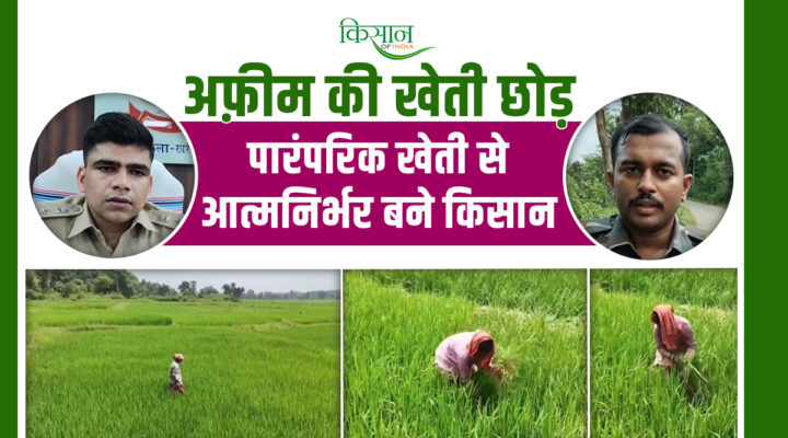 अफ़ीम की खेती छोड़ शुरू की पारंपरिक खेती Left opium cultivation and started traditional farming