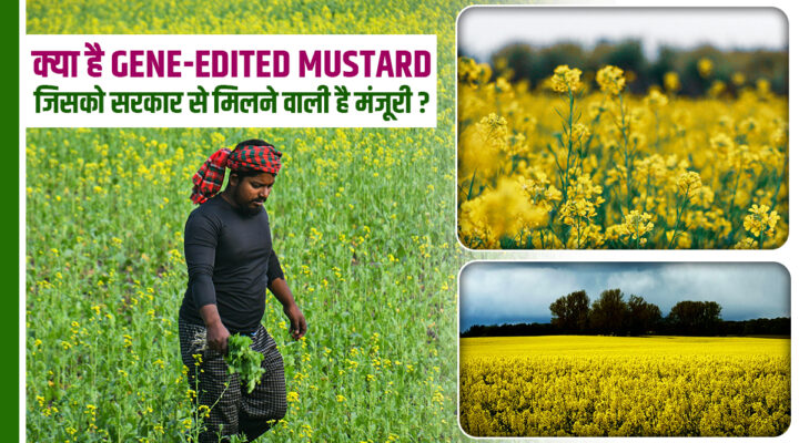 अब CRISPR तकनीक से बनेंगी Genetically Modified फ़सलें, सरसों की नई किस्म मंज़ूरी की राह पर