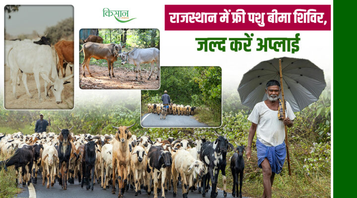 Mukhyamantri Mangla Pashu Bima Yojana: राजस्थान की 'मंगला योजना' के तहत पशुओं का बीमा पूरी तरह मुफ़्त, शिविर आयोजित