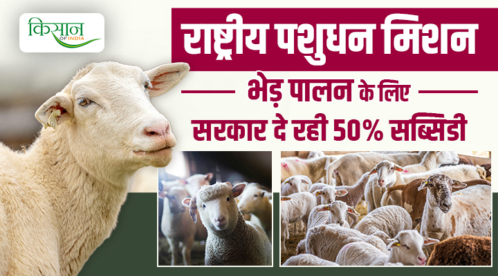 National Livestock Mission: भेड़ पालन बनेगा 'गरीब का एटीएम', सरकार दे रही है 50 लाख तक की सब्सिडी