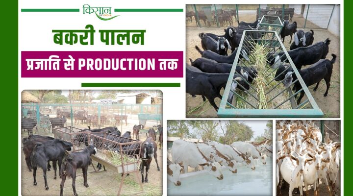 Goat Farming