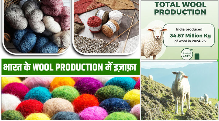 Wool Production In India: भारत का 'Golden Fiber' ऊन बना करोड़ों की कमाई का ज़रिया,आकड़ों ने पेश की नई तस्वीर