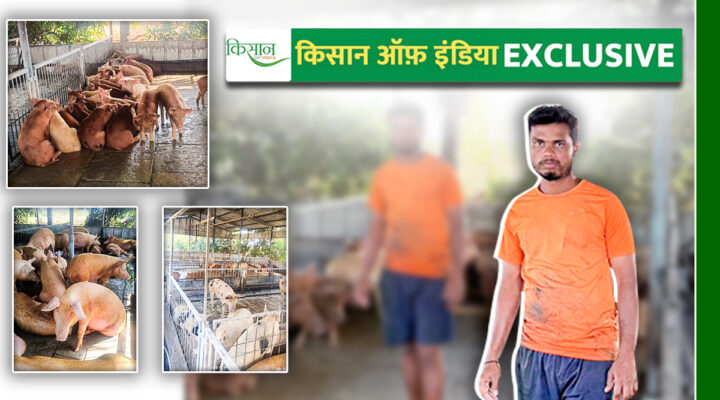 सूअर पालन Pig farming