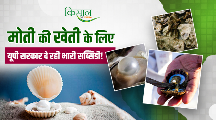 Pearl Farming In Uttar Pradesh: किस्मत चमकाएगा 'White Gold', मोती पालन से यूपी के किसानों को लाखों का मुनाफ़ा, सरकार देगी आधा खर्चा