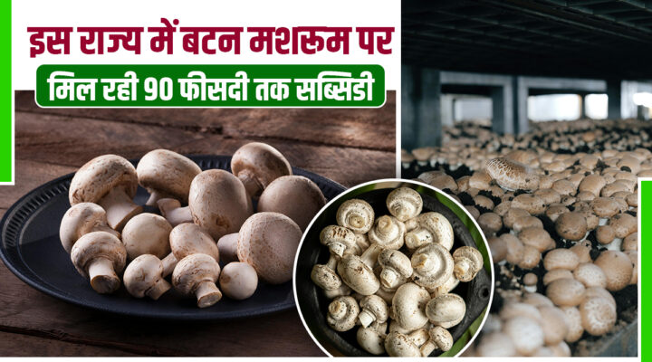 Mushroom Avyay Yojana 2025-26: बिहार के किसानों के लिए सुनहरा मौका, 90 फीसदी सब्सिडी पर मिल रही मशरूम किट