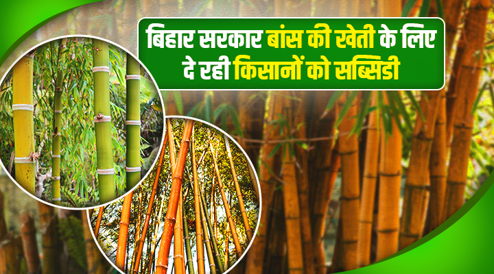 National Bamboo Mission: बिहार सरकार दे रही है बांस उगाने पर आधा खर्च! जानें कैसे मिलेगी 1.2 लाख रुपये तक की सब्सिडी
