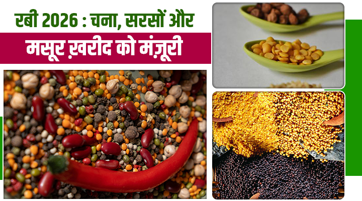 सरकार का किसानों को तोहफा: Rabi 2026 के लिए चना, सरसों और दालों की ख़रीद को मंज़ूरी