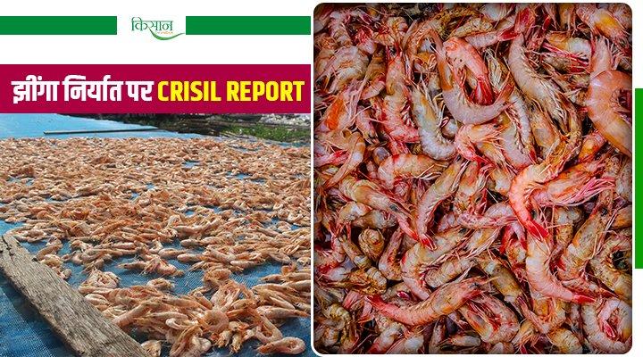 Crisil Report: भारत का झींगा निर्यात 50,000 करोड़ के पार, जानिए कैसे मिली कामयाबी?