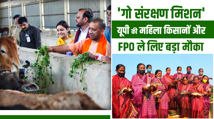 Cow Protection In Uttar Pradesh: अब महिलाएं और एफपीओ संभालेंगे गोशालाओं की कमान, मिलेगा रोज़गार