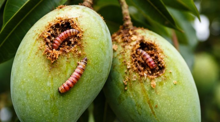Mango Crop Alert