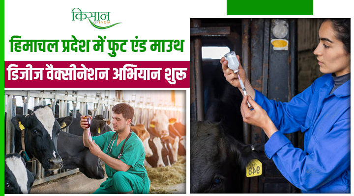 Himachal Pradesh में शुरू हुआ FMD Vaccination अभियान: जानलेवा बीमारी से बचेंगे पशु, बढ़ेगी किसानों की आमदनी!