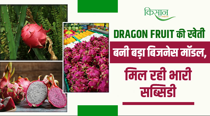 डबल मुनाफ़े की गारंटी: Dragon Fruit की खेती बदल रही है किसानों की किस्मत, मिल रही बंपर सब्सिडी