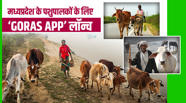 मध्यप्रदेश की क्रांति: ‘Goras App’ से अब गाय-भैंस भी बनेंगी ‘हाई-टेक’, मिलेगा मुफ्त पोषण सुझाव