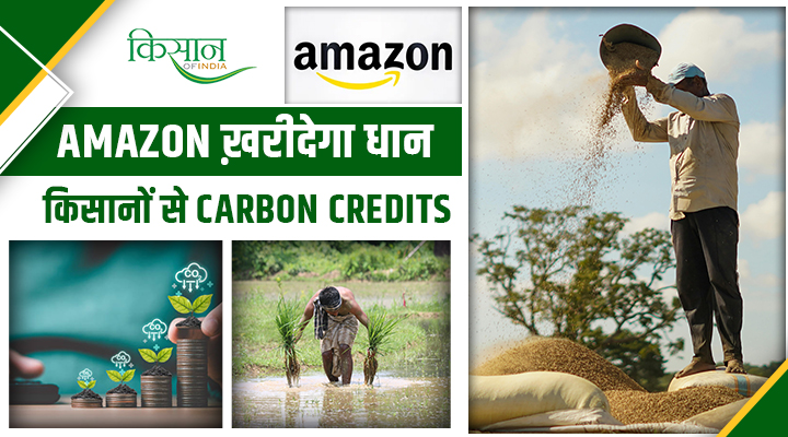 Amazon ने भारतीय किसानों से 3 करोड़ डॉलर में ख़रीदा कार्बन क्रेडिट: क्या अब धान के खेत बनेंगे किसानों की आय का नया ज़रिया?