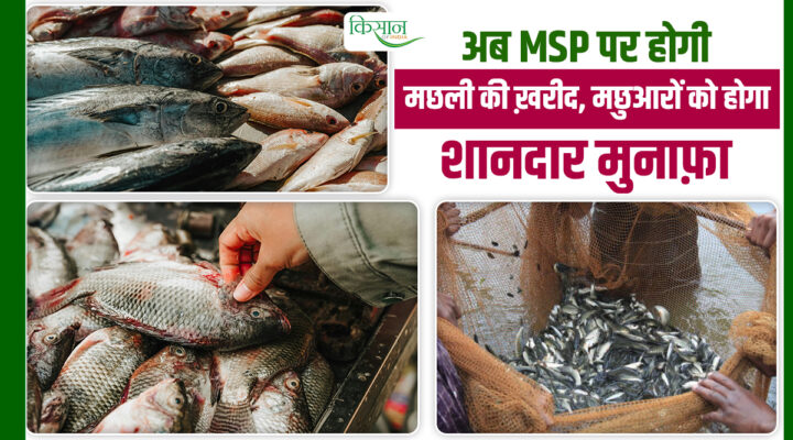 हिमाचल में मछुआरों को बड़ा तोहफा: अब मिलेगा MSP पर मछली का सही दाम