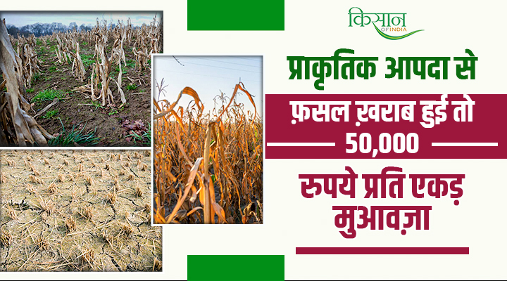 Mukhya Mantri Bagwani Bima Yojana: हरियाणा के किसानों को राहत, फ़सल ख़राब होने पर सरकार ने बढ़ाया मुआवज़ा