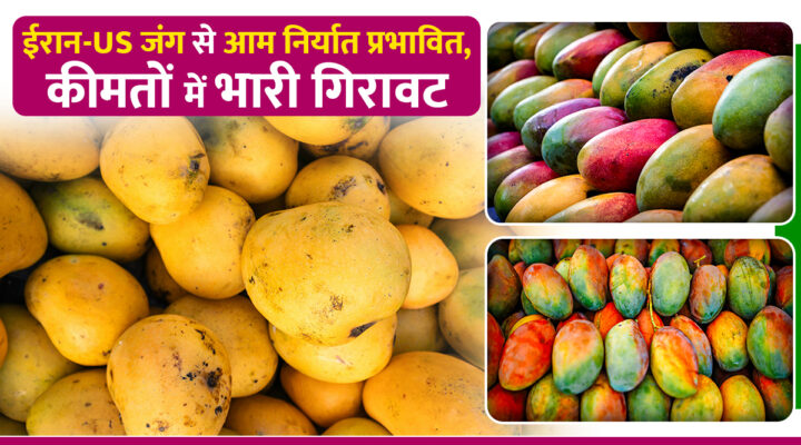 Iran And Israel–America War: युद्ध की मार ने कैसे बिगाड़ा भारतीय आम का स्वाद, Mango Export बुरी तरह प्रभावित