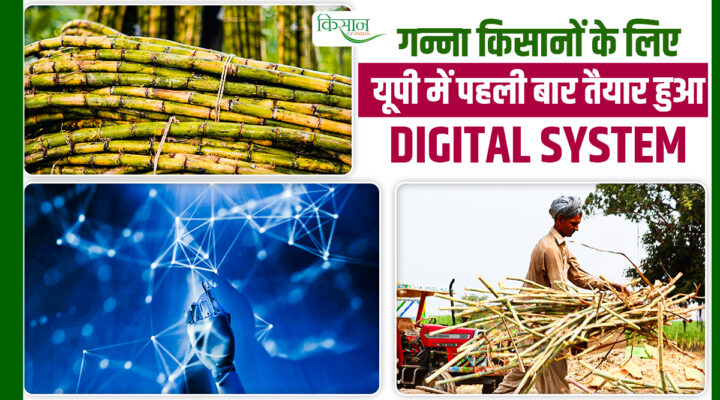 योगी सरकार का Digital System: अब घर बैठे मिलेगा असली गन्ना बीज, बिचौलियों से मुक्ति पाएंगे किसान
