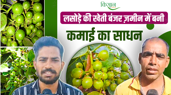 लसोड़े की खेती lasoda ki kheti