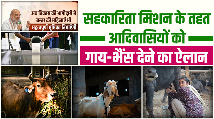 बस्तर के आदिवासियों को अमित शाह का तोहफा: डेयरी का बिछेगा जाल, पशुपालकों की छह गुना बढ़ेगी कमाई