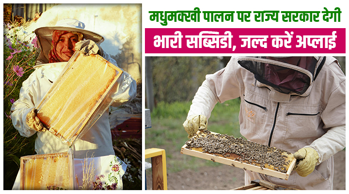 कम लागत, दोगुना मुनाफा! हरियाणा सरकार दे रही मधुमक्खी पालन पर 85 फीसदी सब्सिडी, किसान ऐसे करें अप्लाई