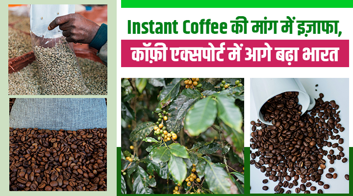 भारत की कॉफी ने दिखाया दम, एक्सपोर्ट में 26.6 फीसदी का उछाल, Robusta बना 'चैंपियन'