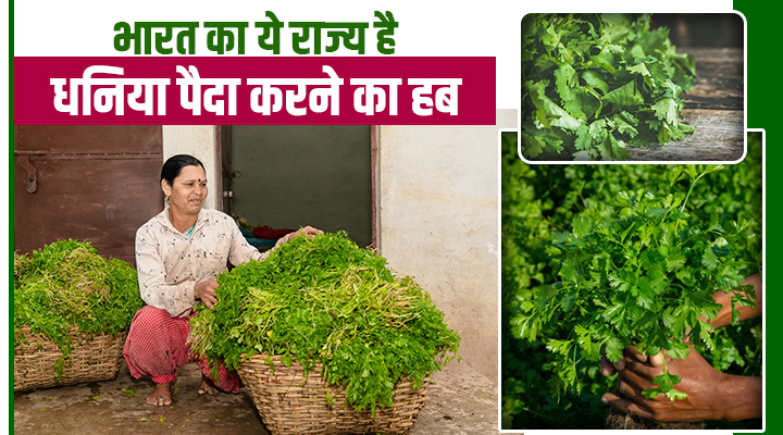 राजस्थान की रेत से महक: कैसे बना ये राज्य धनिया उत्पादन का सबसे बड़ा केंद्र?