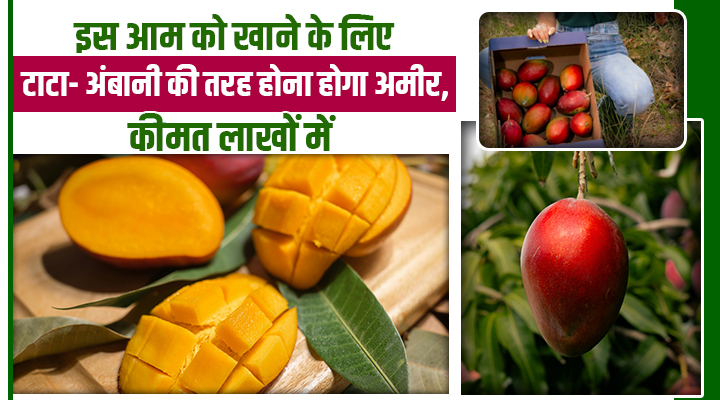 दुनिया का सबसे महंगा आम: जिसकी कीमत सुनकर उड़ जाएंगे होश, एक किलो के लिए गिरवी रखनी पड़ेगी गाड़ी!