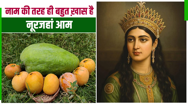 Noor Jahan Mango: आमों की रानी, जिसका वजन 4 किलो और कीमत सुनकर हो जाएंगे हैरान