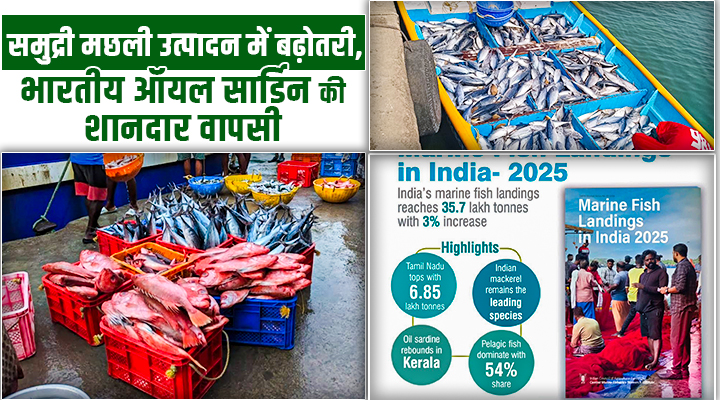 भारत में समुद्री मछली उत्पादन: तमिलनाडु बना नया चैंपियन, केरल में Oil Sardine की ज़ोरदार वापसी!