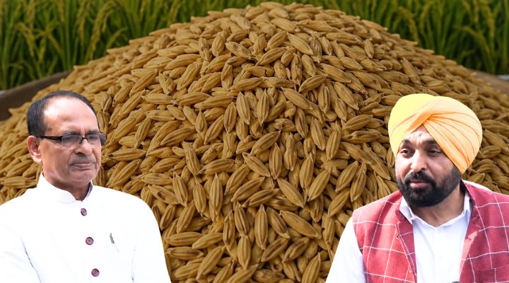 Hybrid Paddy Seeds