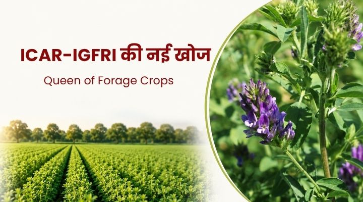 ICAR-IGFRI की नई खोज IGFRI-DL-2