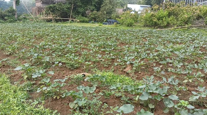 Integrated Farming System 2