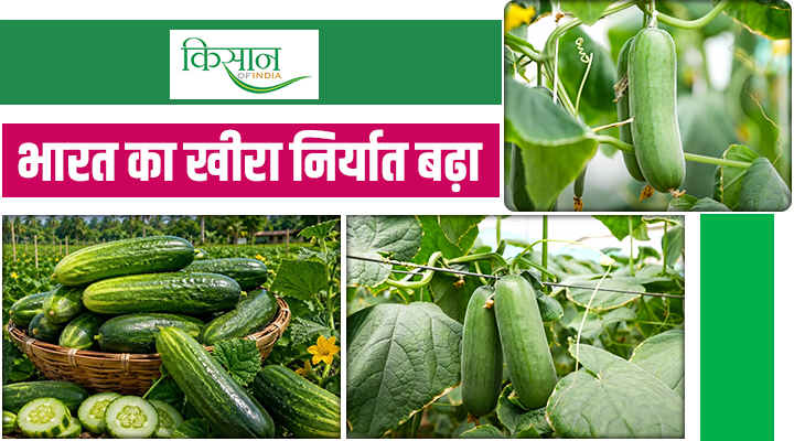 भारत का खीरा निर्यात