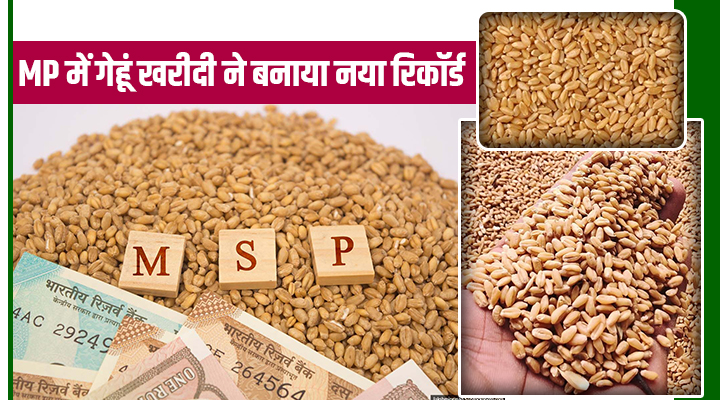 मध्य प्रदेश में गेहूं खरीदी