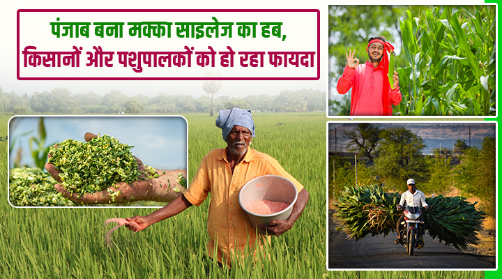 चारे की किल्लत का पक्का इलाज है मक्का साइलेज,जो दे रहा डबल मुनाफा,पंजाब बना Maize Silage का हब
