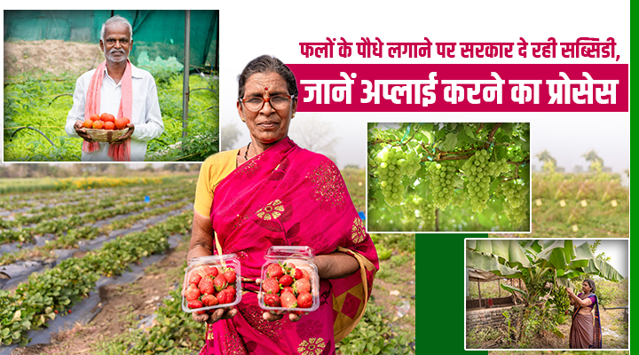 मानसून में बागवानी का सुनहरा मौका! सरकार दे रही है 80,000 रुपये प्रति हेक्टेयर सब्सिडी, ऐसे उठाएं लाभ