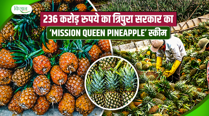 त्रिपुरा सरकार का Queen Pineapple' Mission: 236 करोड़ से बदलेगी किसानों की किस्मत!