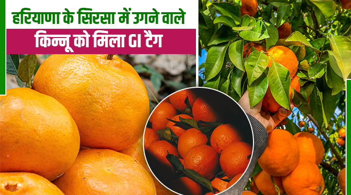 सिरसा किन्नू को मिला GI टैग: हरियाणा की बागवानी को मिली नई पहचान