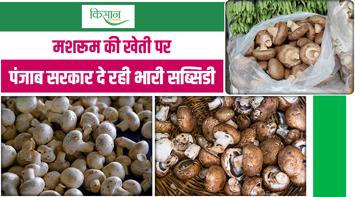 पंजाब के किसानों के लिए सुनहरा मौका: मशरूम उत्पादन इकाई लगाने पर 80 हजार रुपये की सब्सिडी