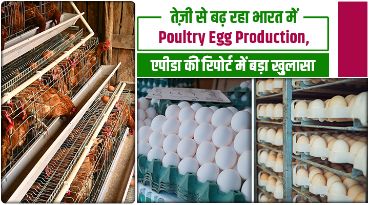 APEDA रिपोर्ट : भारत दुनिया में सबसे तेज़ रफ्तार से अंडा उत्पादन वाला देश, चीन को भी पछाड़ा!