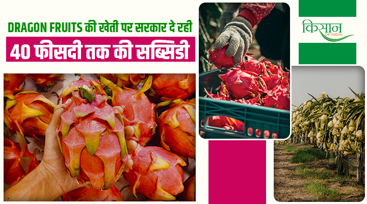 उत्तर प्रदेश के किसानों के लिए बड़ा मौका! Dragon Fruit की खेती पर मिल रही भारी सब्सिडी