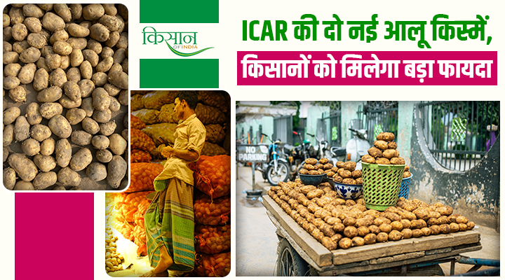 ICAR की दो नई आलू की किस्में: किसानों की आमदनी बढ़ाने वाला बड़ा कदम