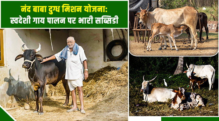 नंद बाबा दुग्ध मिशन के तहत उत्तर प्रदेश सरकार दे रही किसानों को 31 लाख तक की सब्सिडी,जानें पूरी डीटेल