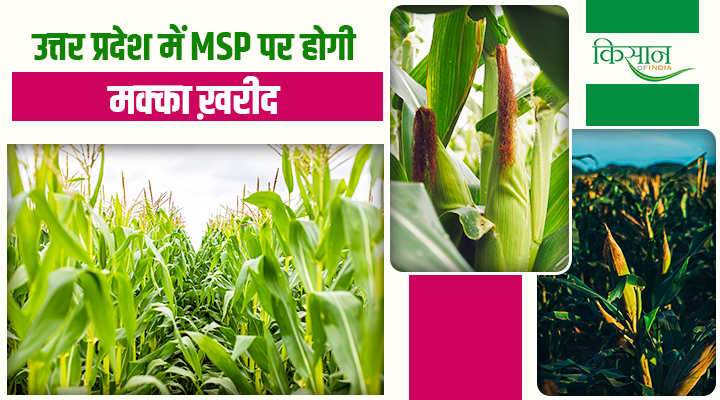 यूपी सरकार का किसानों को बड़ा तोहफा! अब MSP पर बिकेगा मक्का, 2400 रुपये प्रति क्विंटल मिलेगा दाम
