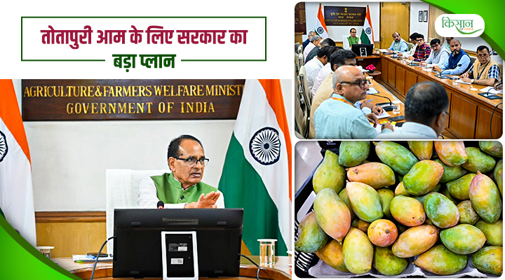 तोतापुरी आम
