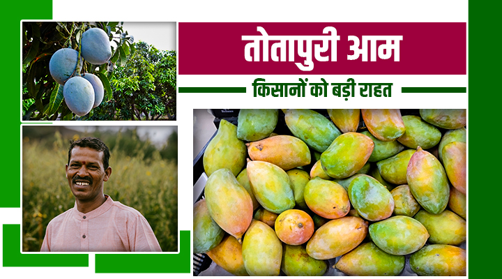 तोतापुरी आम